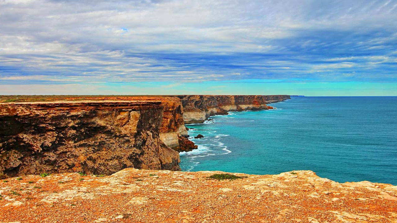 Whale Watching at Head of Bight