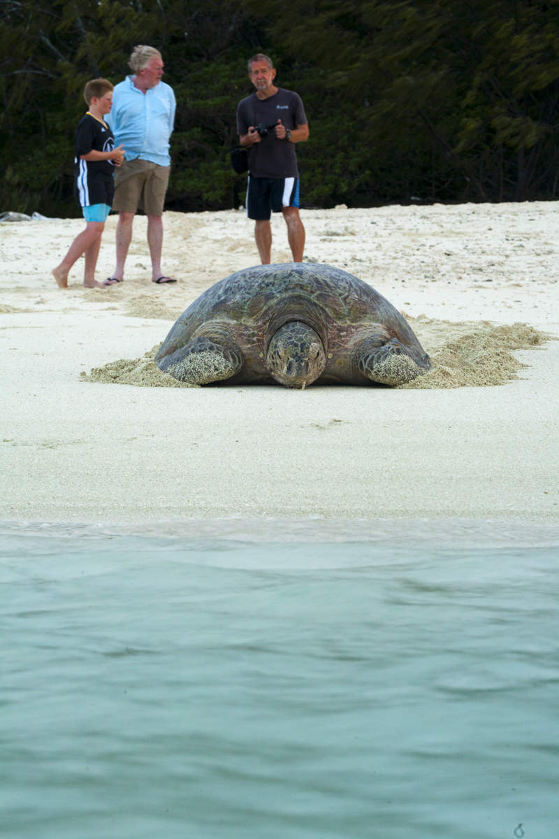 Tim Harvey with a Turtle on Heron Island