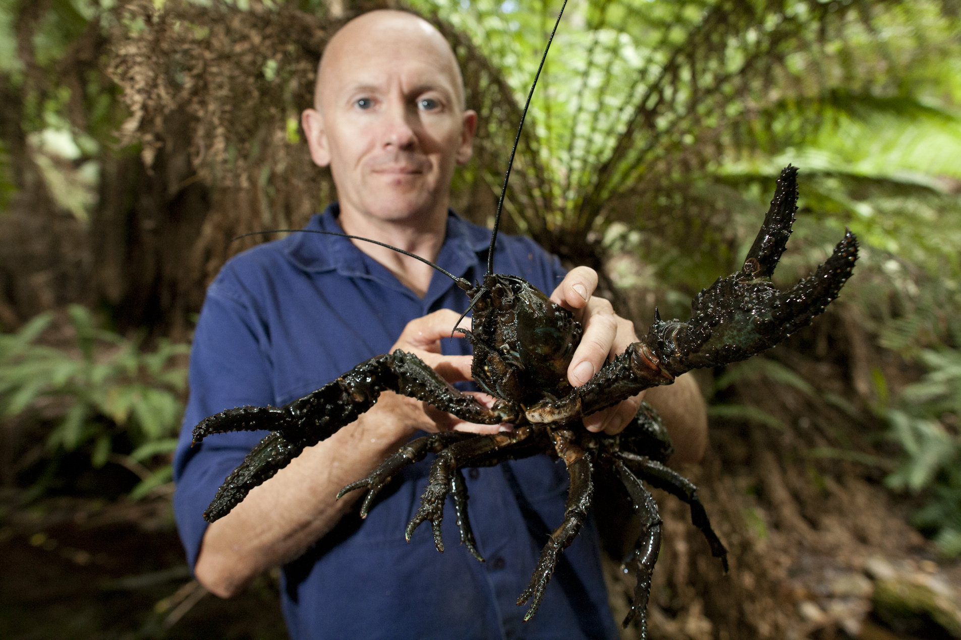 The Giant Freshwater Crayfish is a type of Yabby and it's the biggest freshwater invertebrate on Earth.