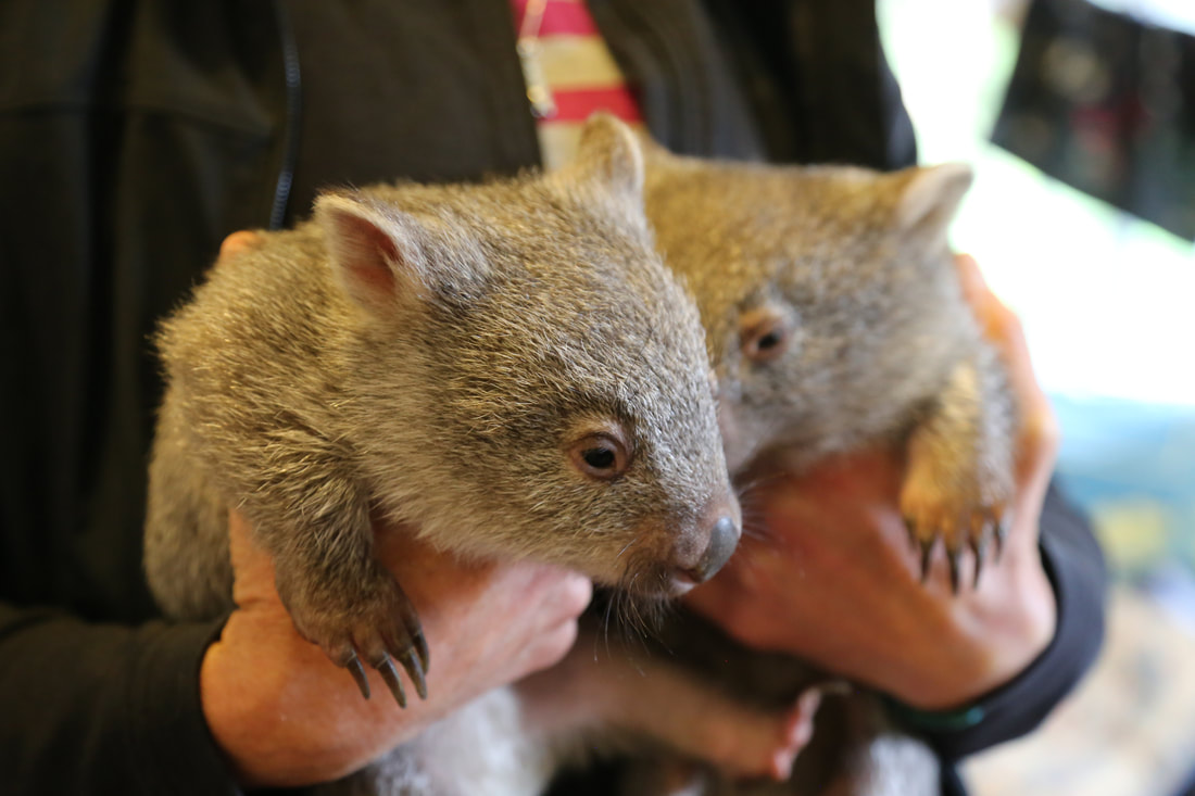 Wombats, Flinders Island