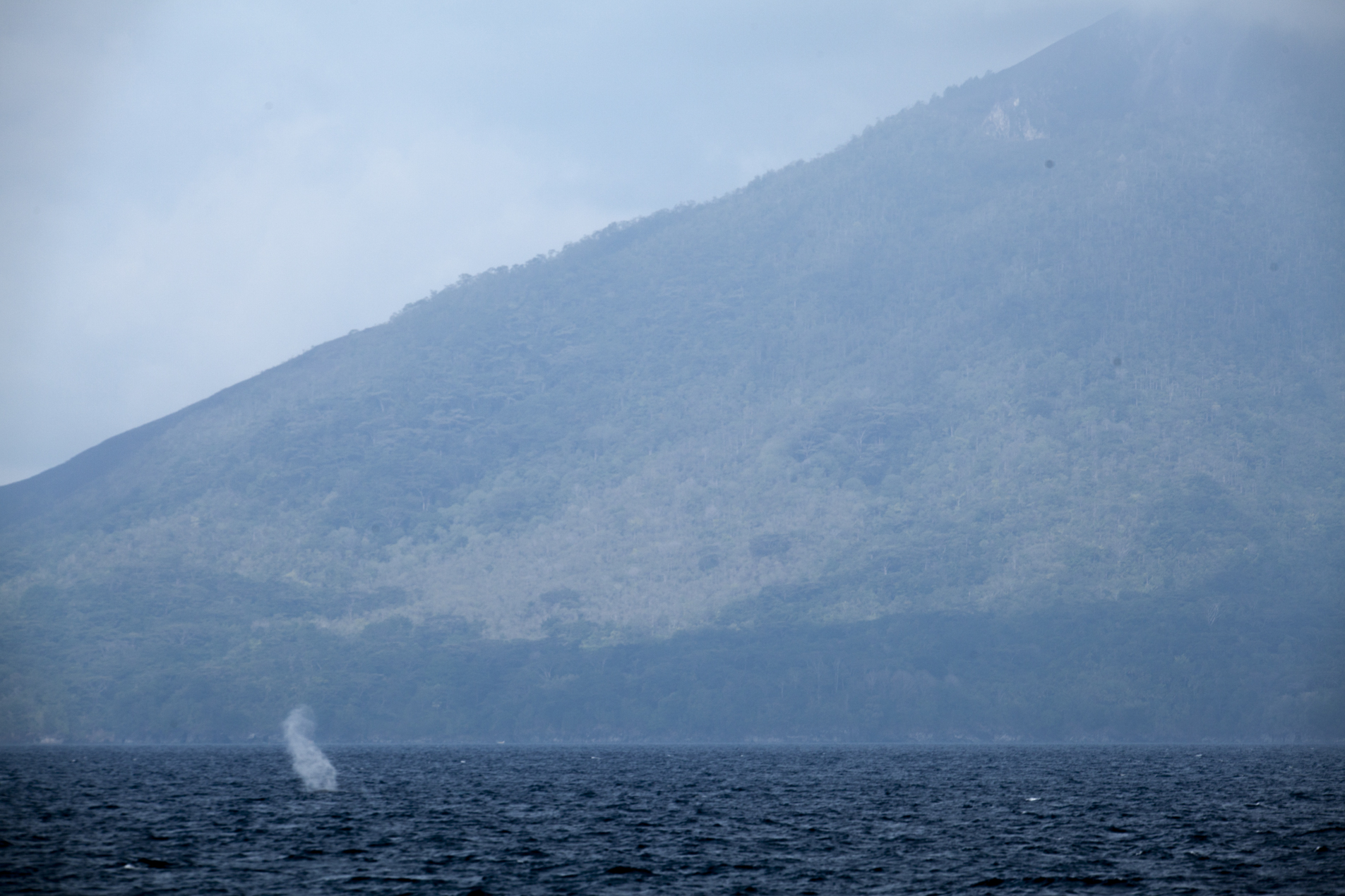 Blue Whale, Banda Neira